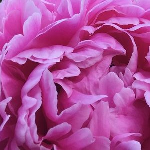 Meet your Posher, Dalesss